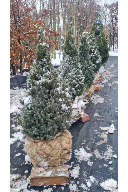 Ялина канадська Сандерс Блю - ком30кг/вис.70-80см/Ø35-40см